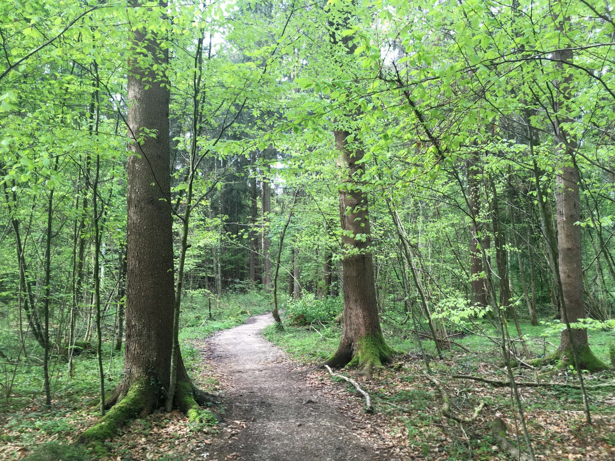 Waldweg