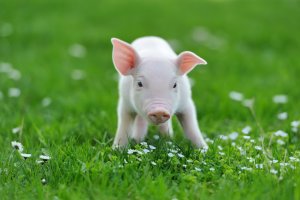 Kleines Schweinderl im Gras