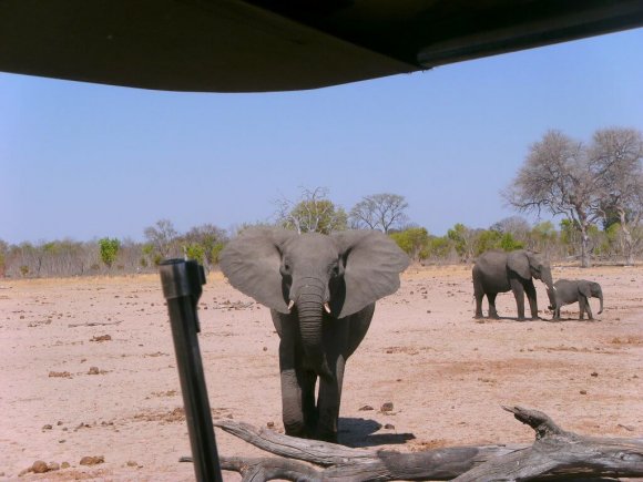 Elefant Elefant