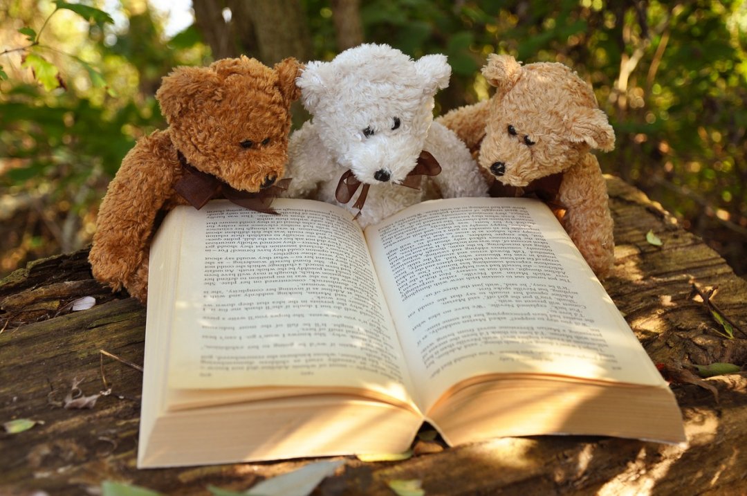 3 Teddybären lesen im Buch