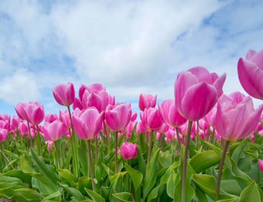 Pinkfarbene Tulpen
